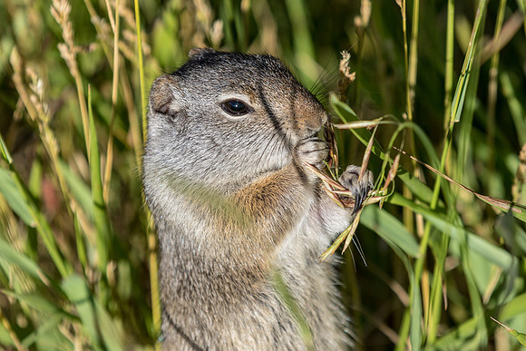 Uinta Ground Squirrel
