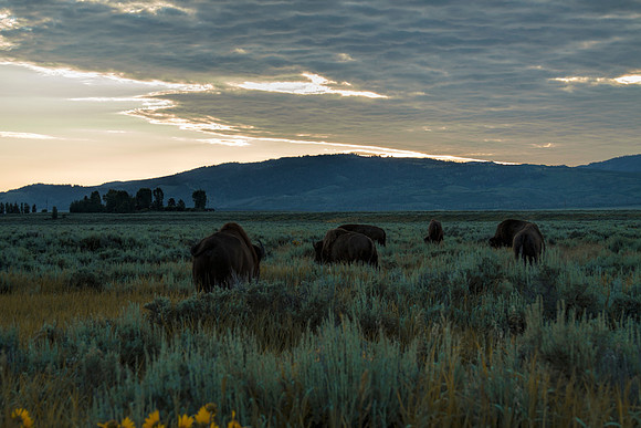 Buffalo grazing in the early lightGrand Teton NP