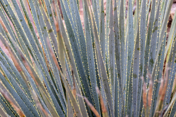 Arizona near Globe