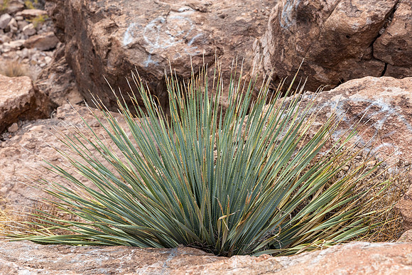 Arizona near Globe
