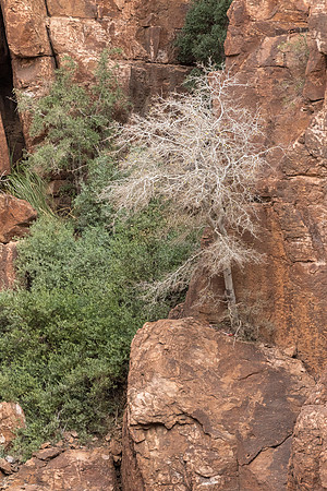 Arizona near Globe