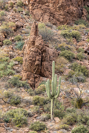Arizona near Globe