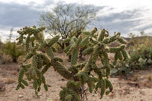 Arizona near Globe
