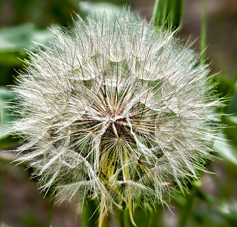 Wyoming Dandelion
