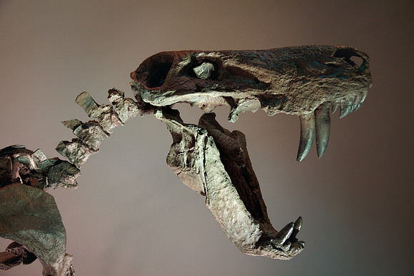 Dinosaur