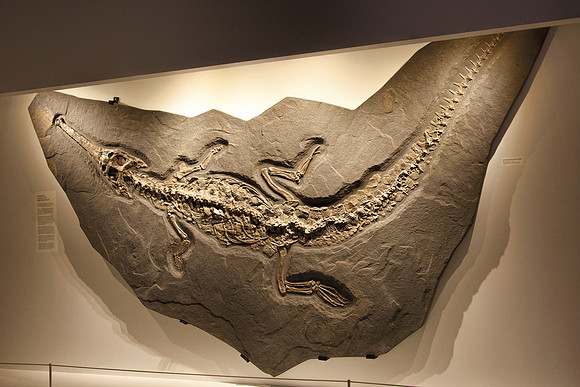 Dinosaur Fossil