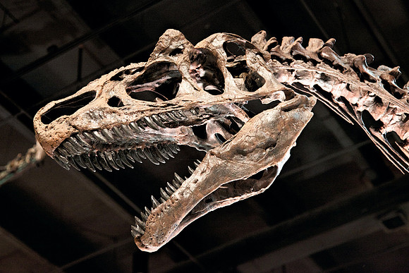 Dinosaur