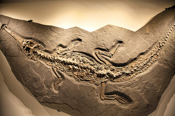 Dinosaur Fossil