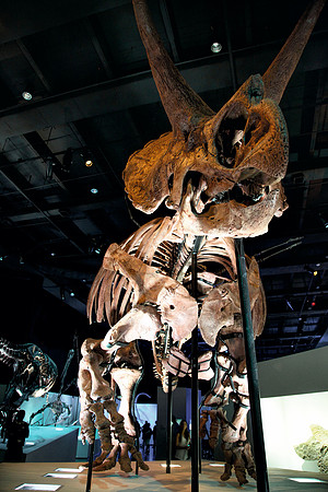 Dinosaur