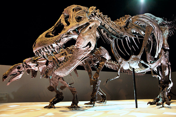 DinosaursT-Rex and a friend