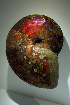 Fossilized Sea Creatures