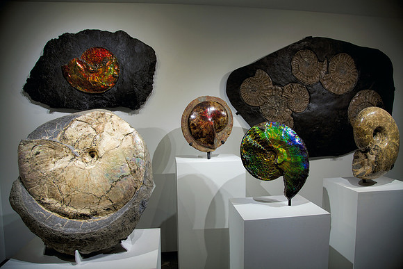 Fossilized Sea Creatures
