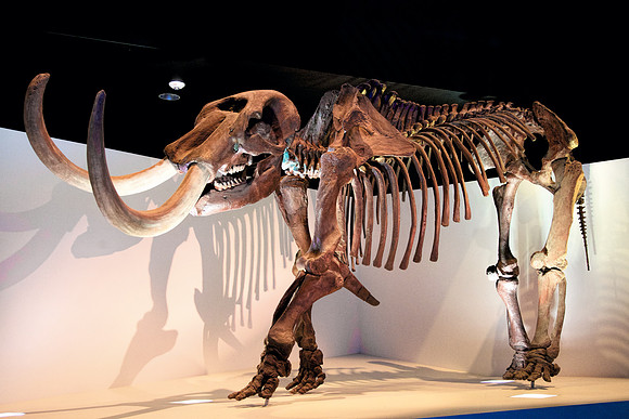 Dinosaur