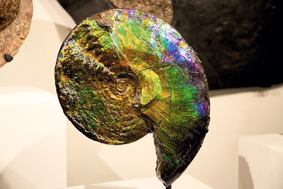 Fossilized Sea Creatures