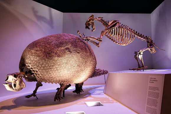 Dinosaur