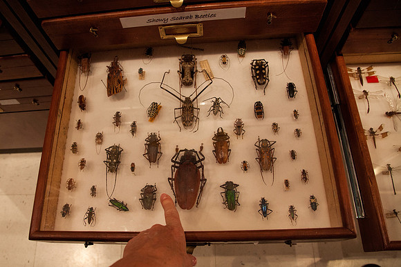 Huge Preserved Insects