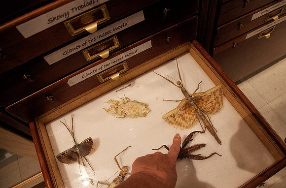 Huge Preserved Insects