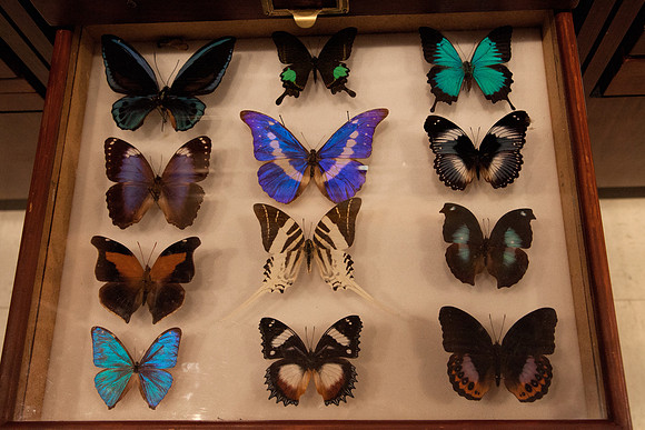 Beautiful Preserved Butterflies