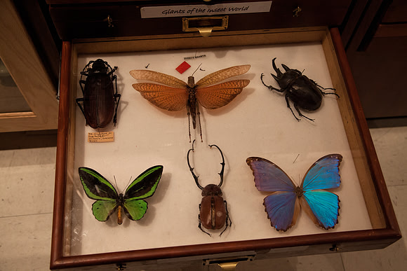 Huge Preserved Insects