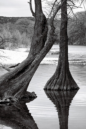 Cypress Trees in the Frio River