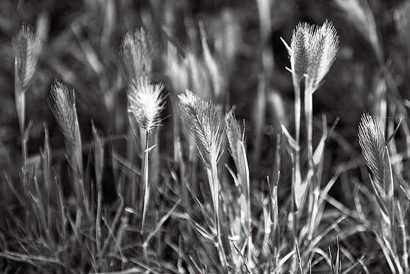 Textures of Wild Grasses