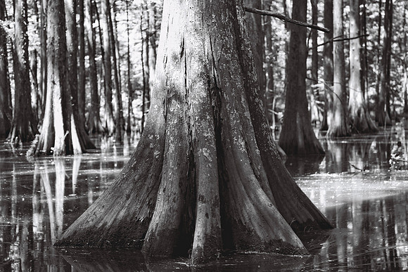 Cypress Tree