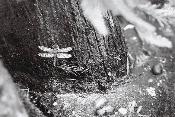 Newly Emerged Dragonfly