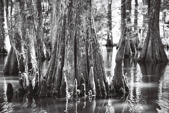 Cypress Tree 'Knees'