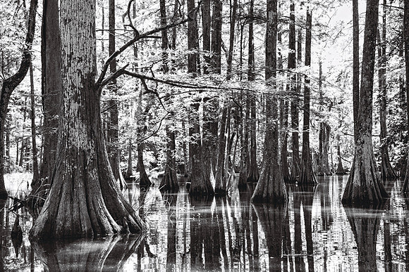 Louisiana Bayou