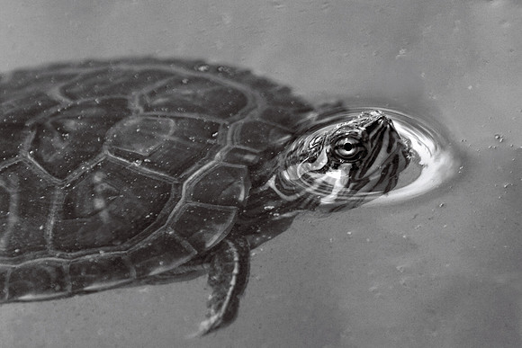 Turtle