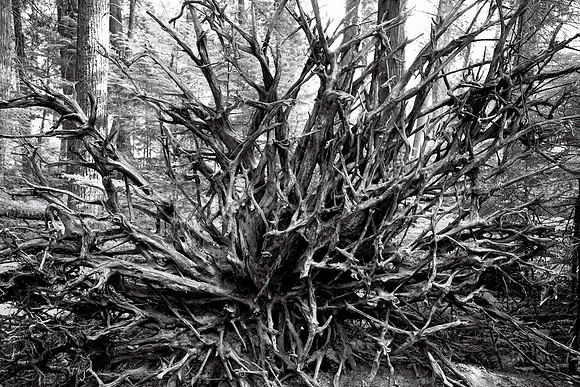 Fallen Hemlock Roots