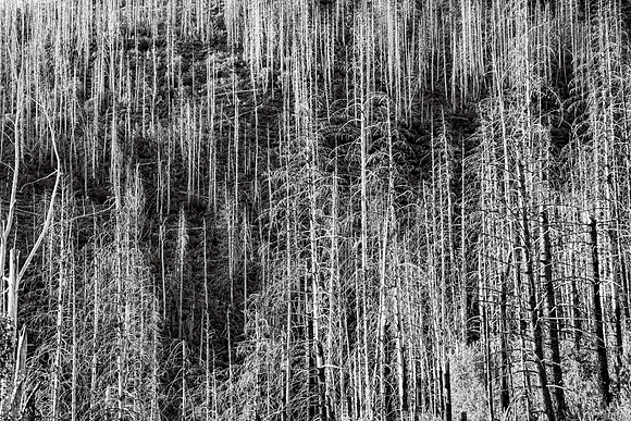 Forest Fire