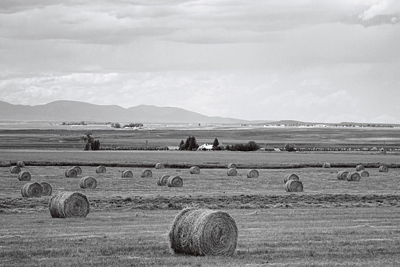 Fresh Hay