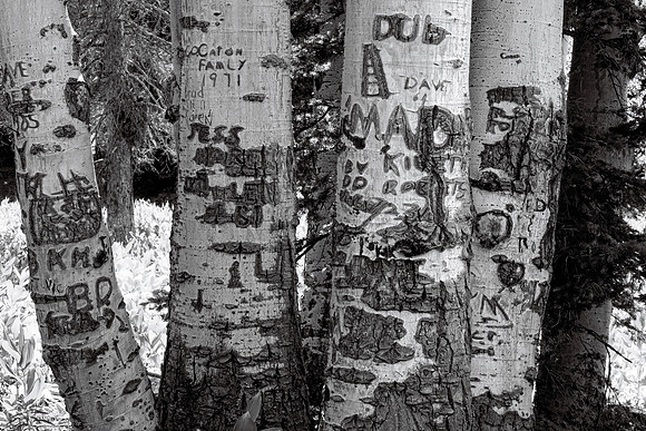 Aspens