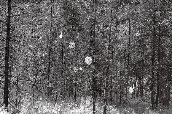 Spiderwebs