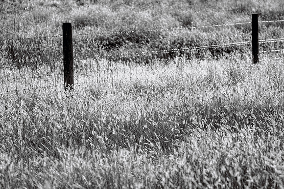 Montana Prairie Grass