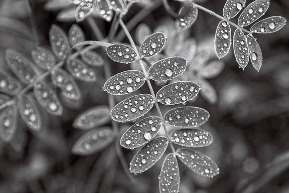 Dew Drops