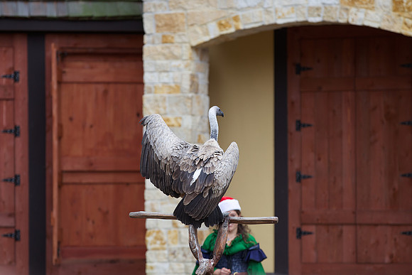 African Buzzard at the Texas Renaissance Festival