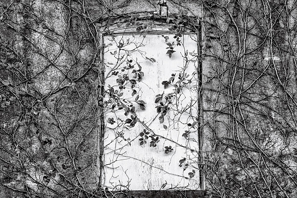 Vines
