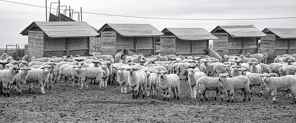 Sheep