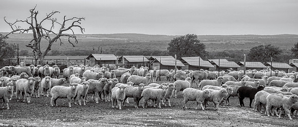 Sheep