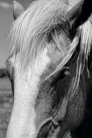 Belgian Draft Horse