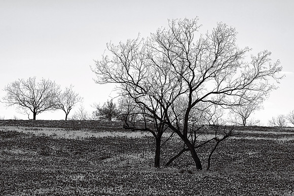 Bluebonnets in Black and White
