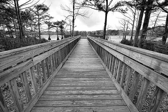 Boardwalk to a Cypress Swamp