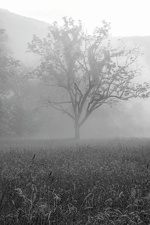 Trees in the Mist
