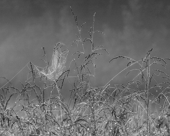 Spiderwebs and Morning Dew
