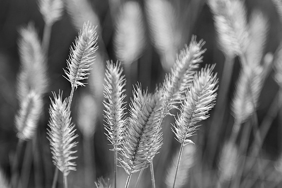 Montana Grass