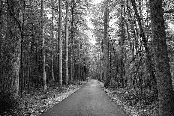Path to the Forest