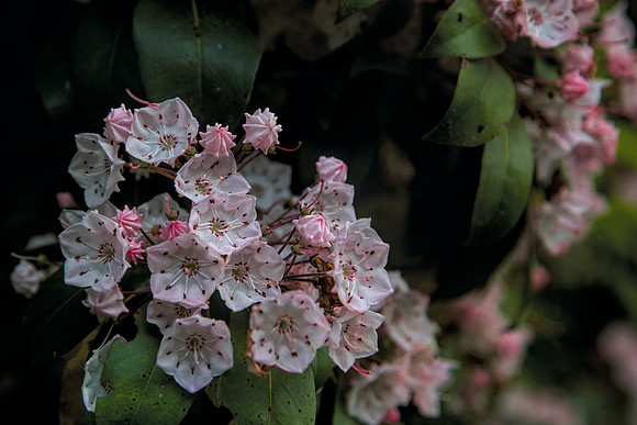 Mountain Laurel Blue Ridge Parkway, NC