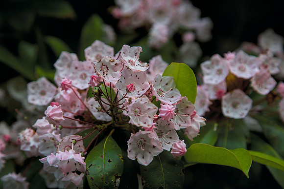 Mountain Laurel Blue Ridge Parkway, NC